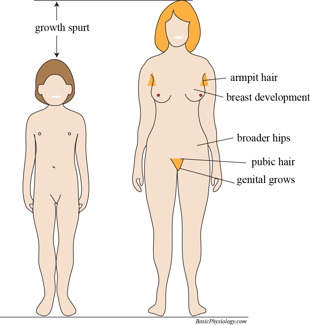 Signs of Female Puberty